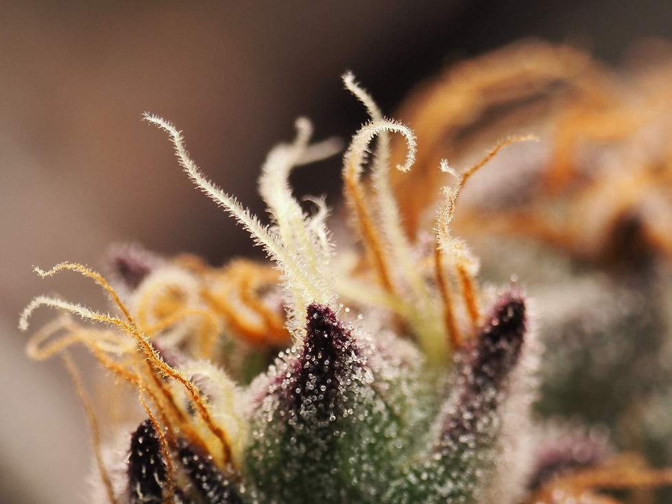 Blueberry Gas
