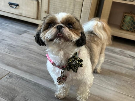 How to Prepare Your Pet for In Home Pet Sitting