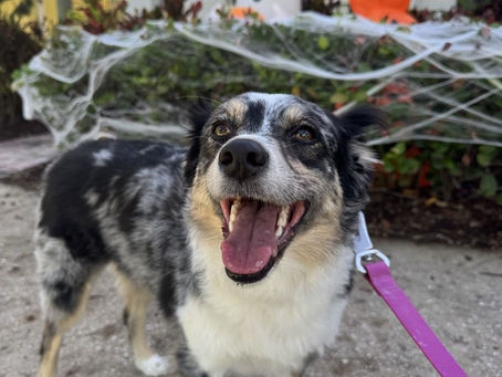 Is Your Dog Bored While You’re at Work? Signs to Look Out For