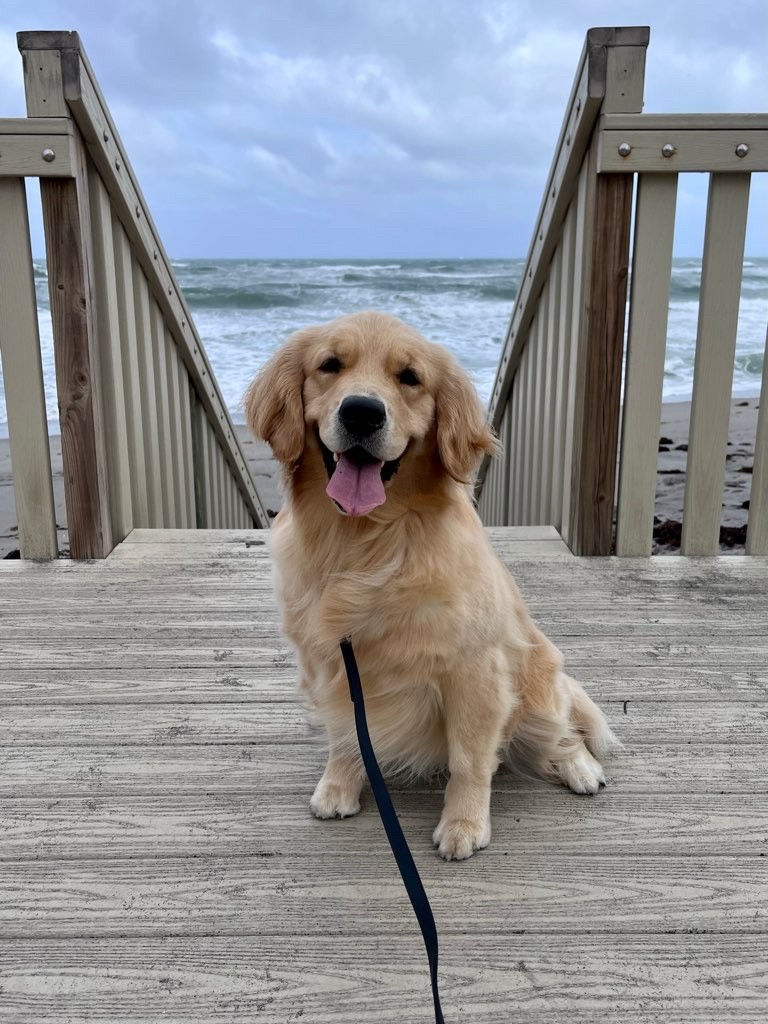 Trying to decide between recurring dog walking and on demand visits? Many pet owners in Jupiter and Palm Beach Gardens want flexibility. Others want guaranteed routine and consistency. Understanding the difference between recurring and on demand dog walking policies can help you choose what fits your schedule and your dog’s needs. Here is how dog walking works with Pet Care for the Palm Beaches.