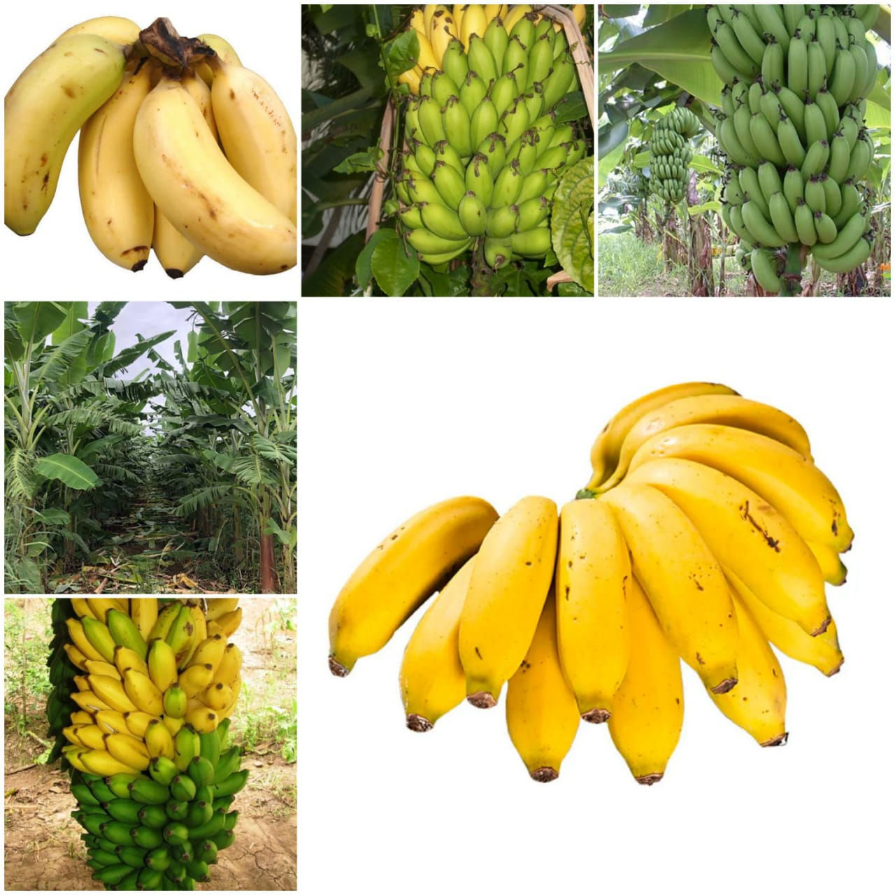 Muda de banana maçã