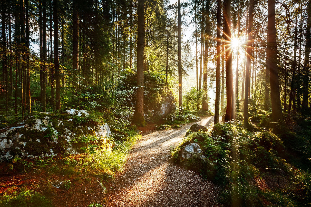 Connect Mindfully to Nature