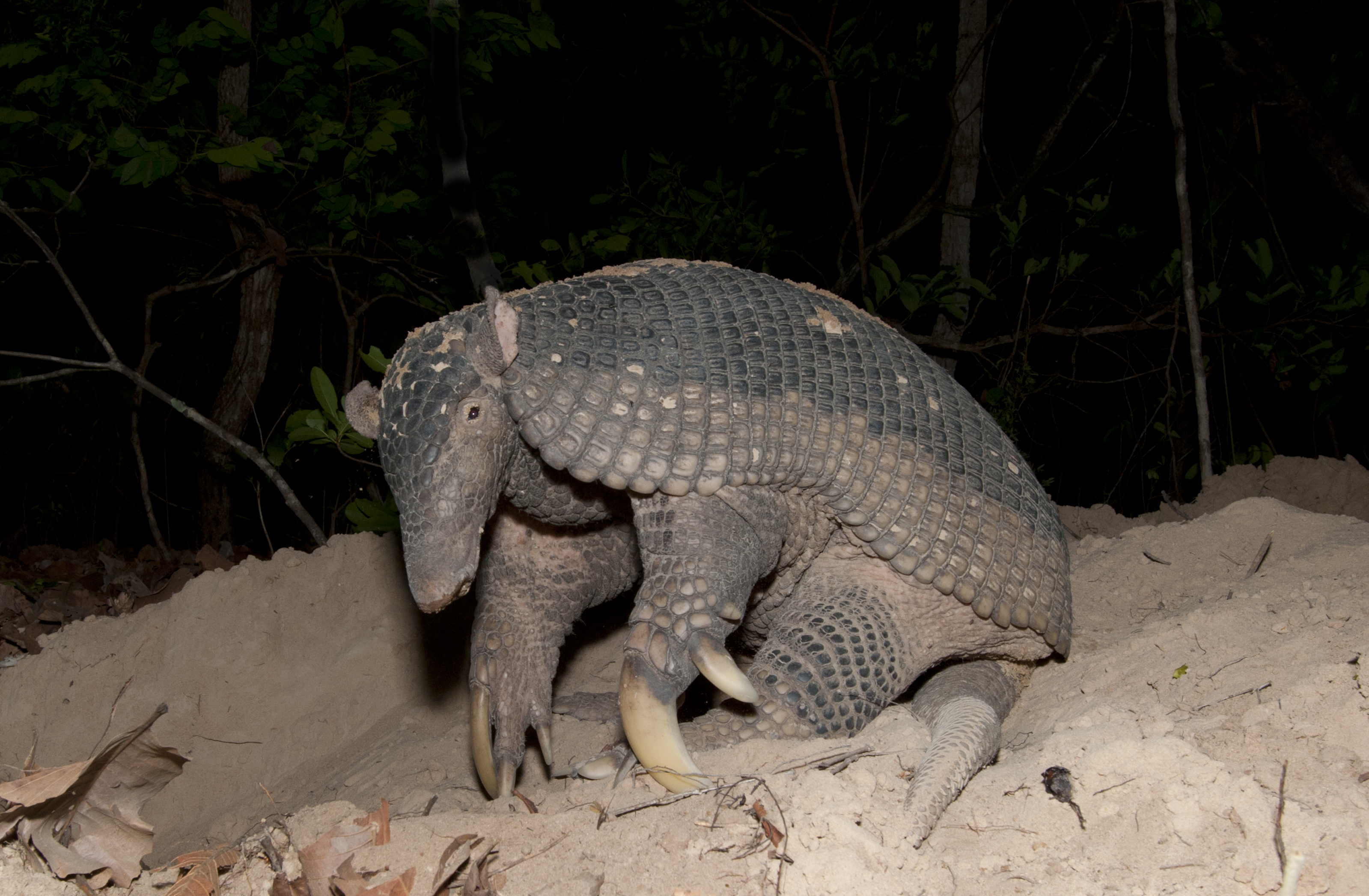 Unbelievable! What Sounds Does An Armadillo Really Make? - vwmc8tr