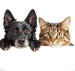 CAT AND DOG