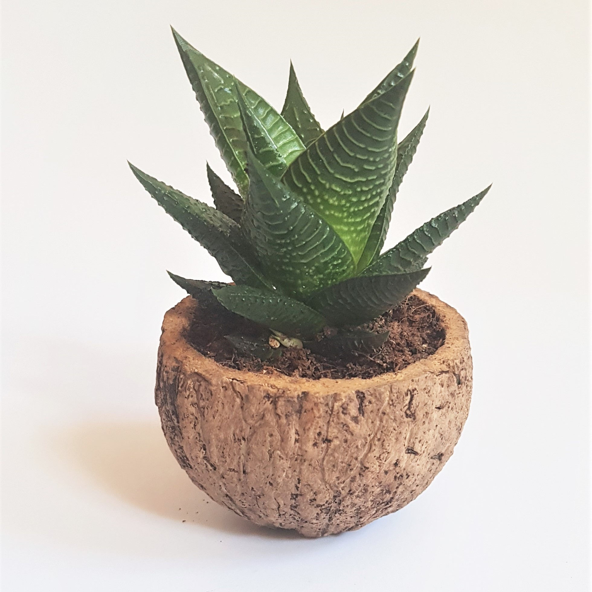 Coco "Haworthia"