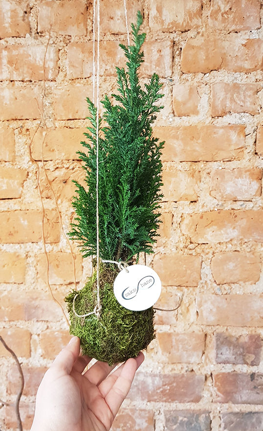 Thumbnail: Kokedama