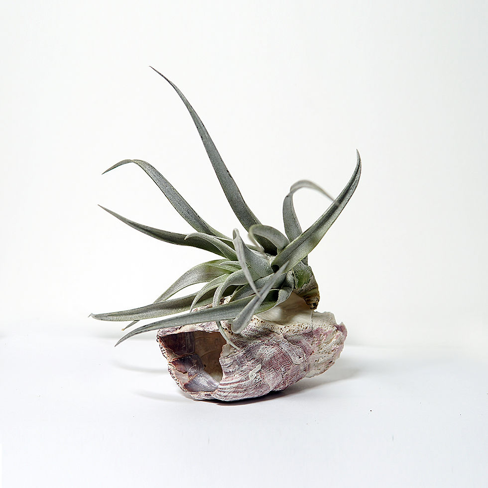 Airplant "tillandsia" blu