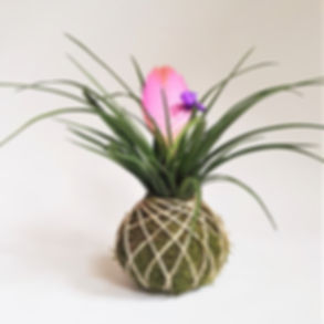 Kokedama "Tillandsia"
