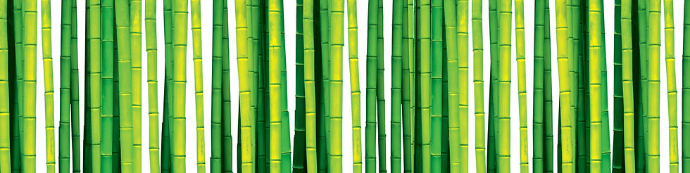 bambootrees.jpg