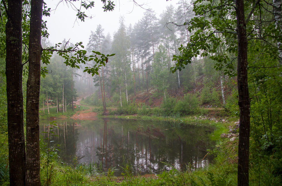 forest of tree surrounding a pond