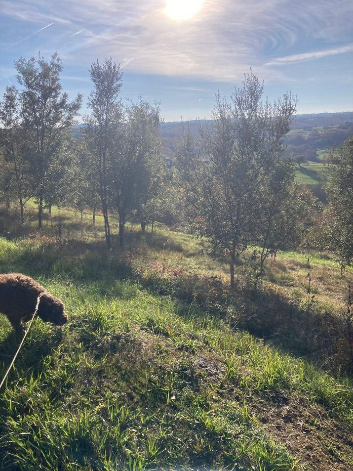Truffle dog sniffing around the holme oaks in the Perigord