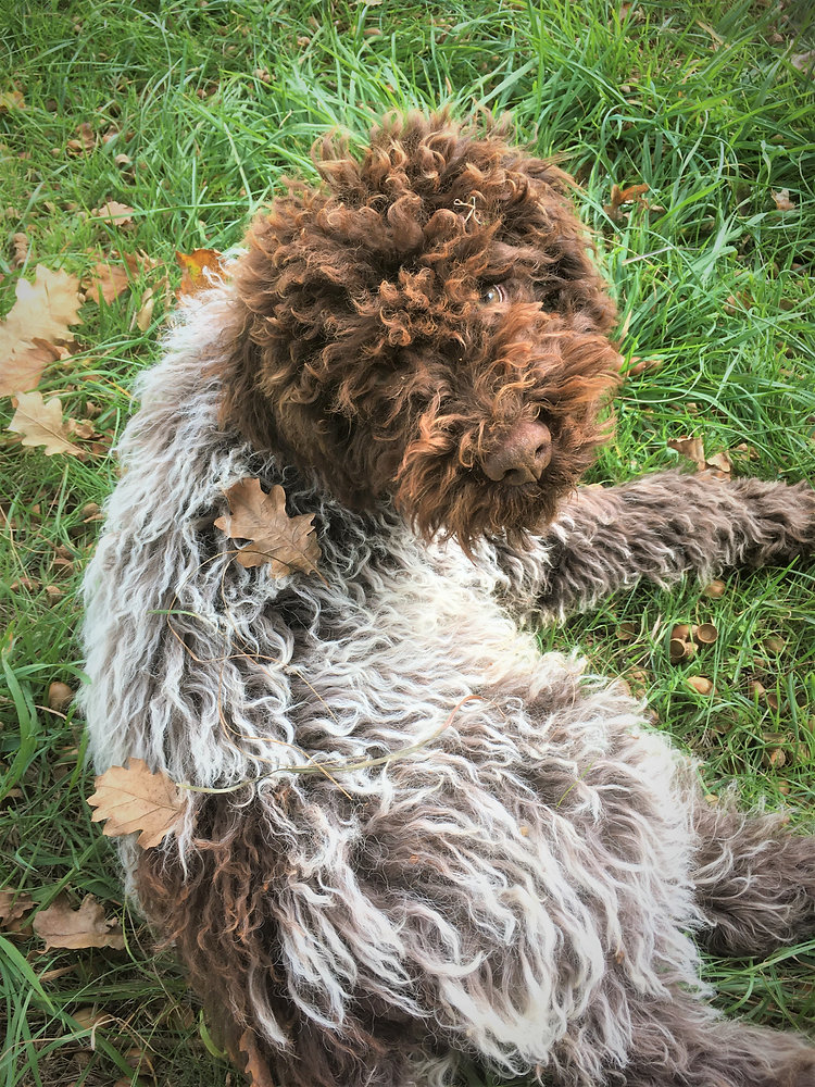 How to train your Truffle Dog