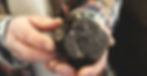 A tuber melanosporum cut open to reveal the marbling inside.