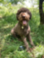 Lagotto Romagnolo looking pround with truffe perigord cream