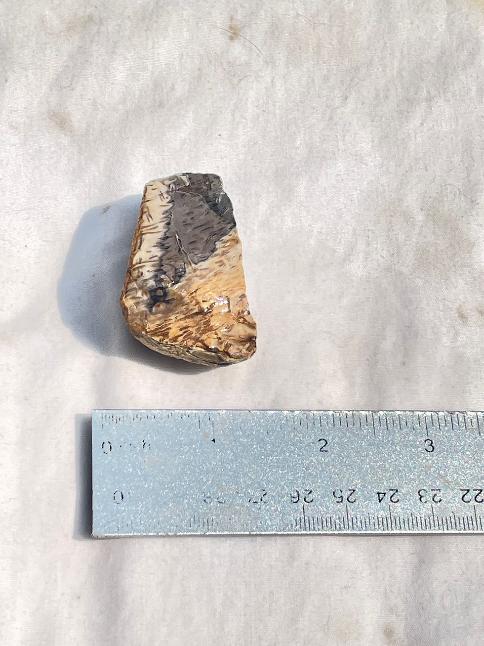 Thumbnail: Petrified Palm Wood