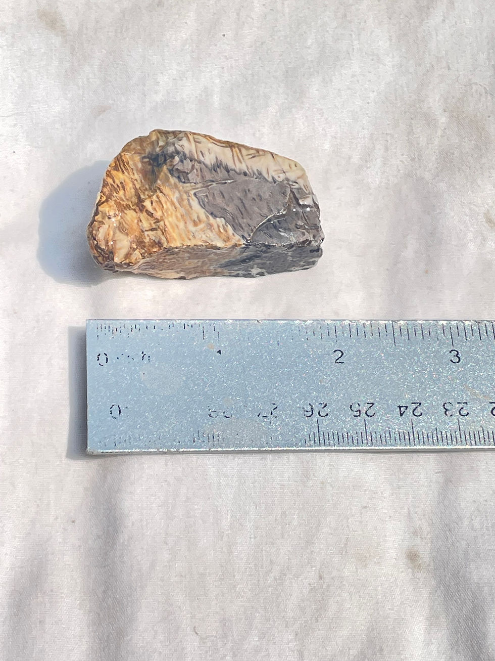 Thumbnail: Petrified Palm Wood
