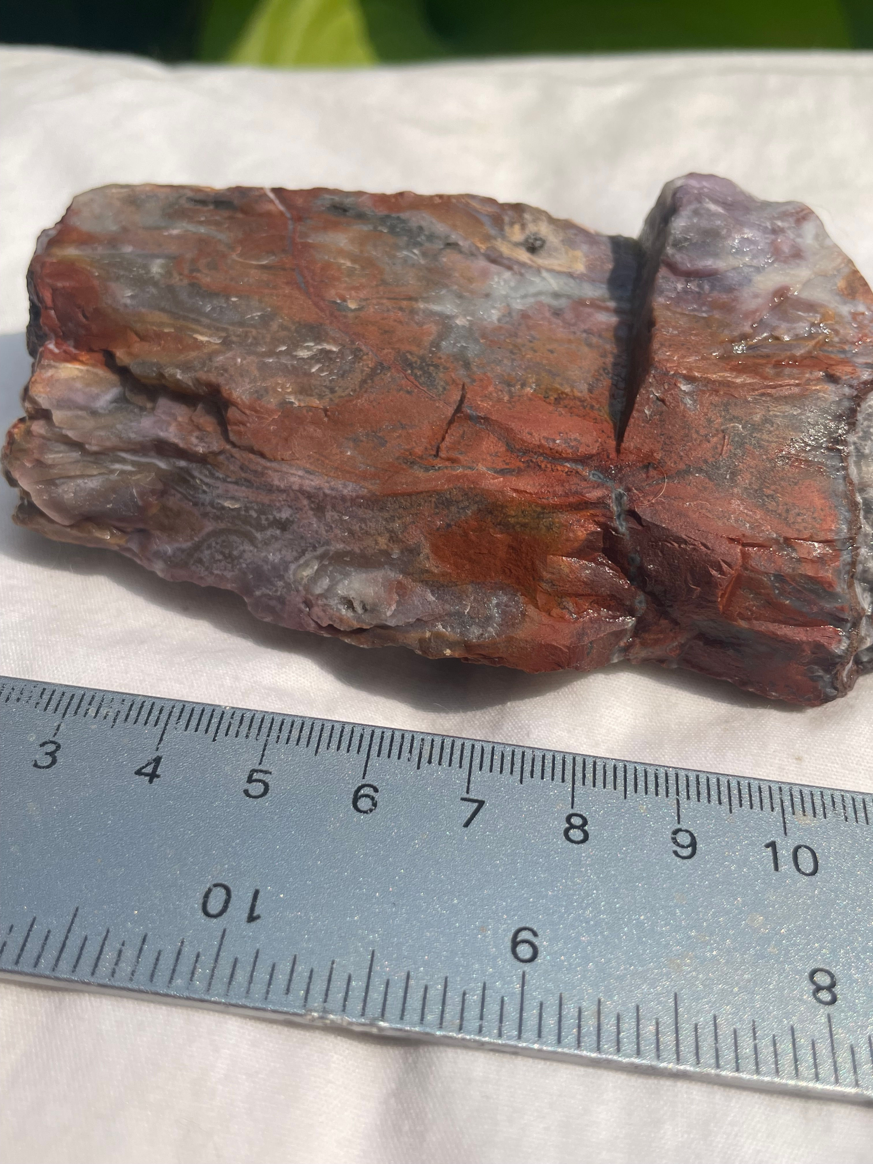 Petrified Wood