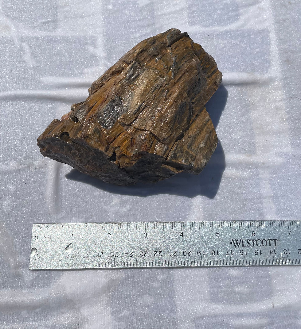 Thumbnail: Petrified Wood