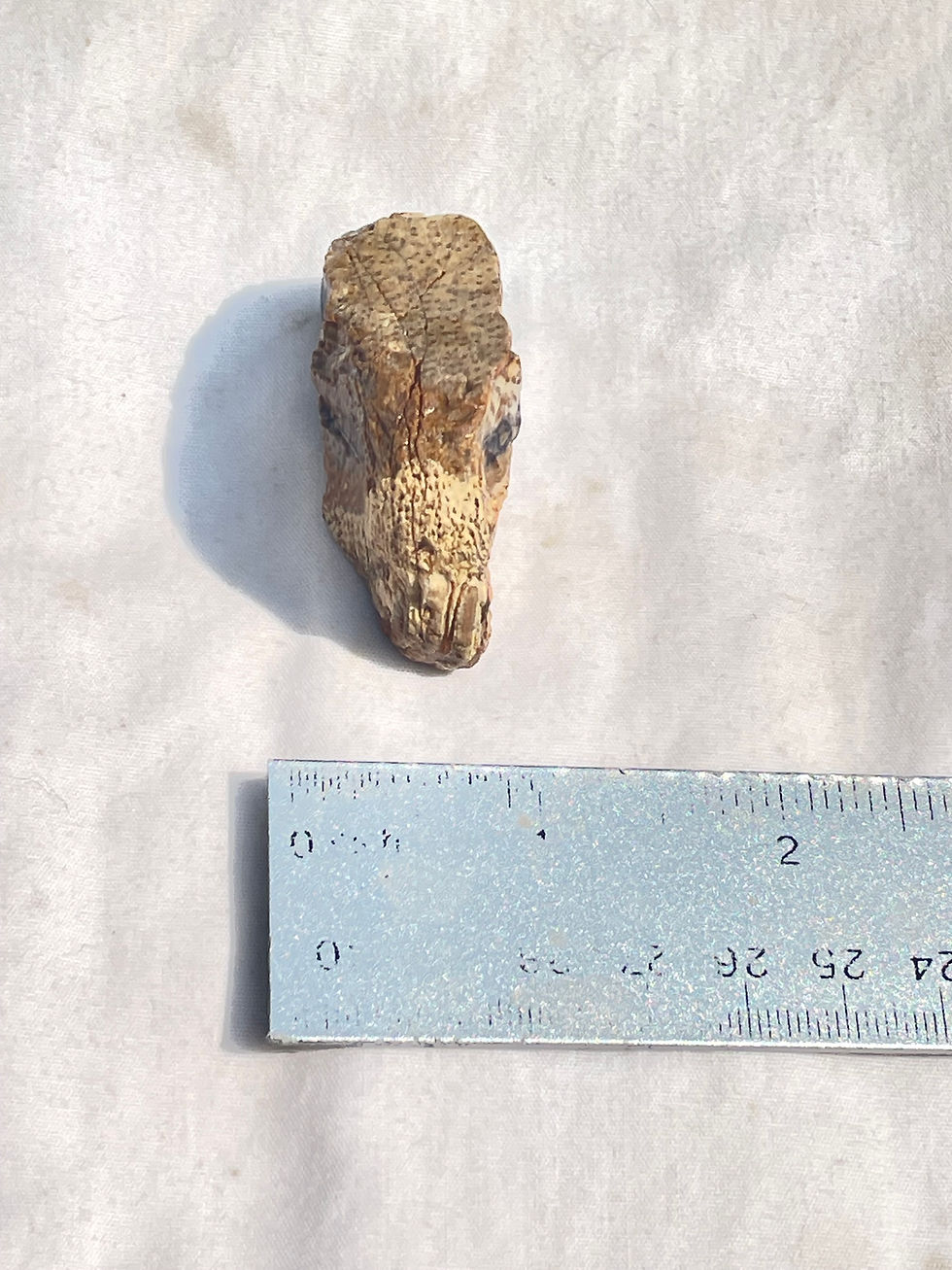 Thumbnail: Petrified Palm Wood