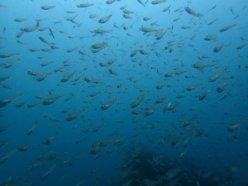 透明度上がりました~+演奏会情報