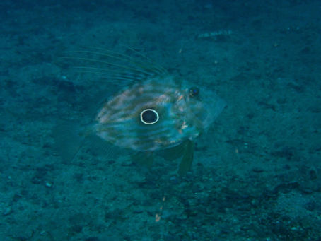 日の丸のお魚