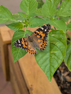 PXL_20250414_164743075