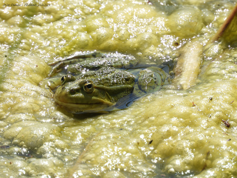 DSCN5158 Groene Kikker