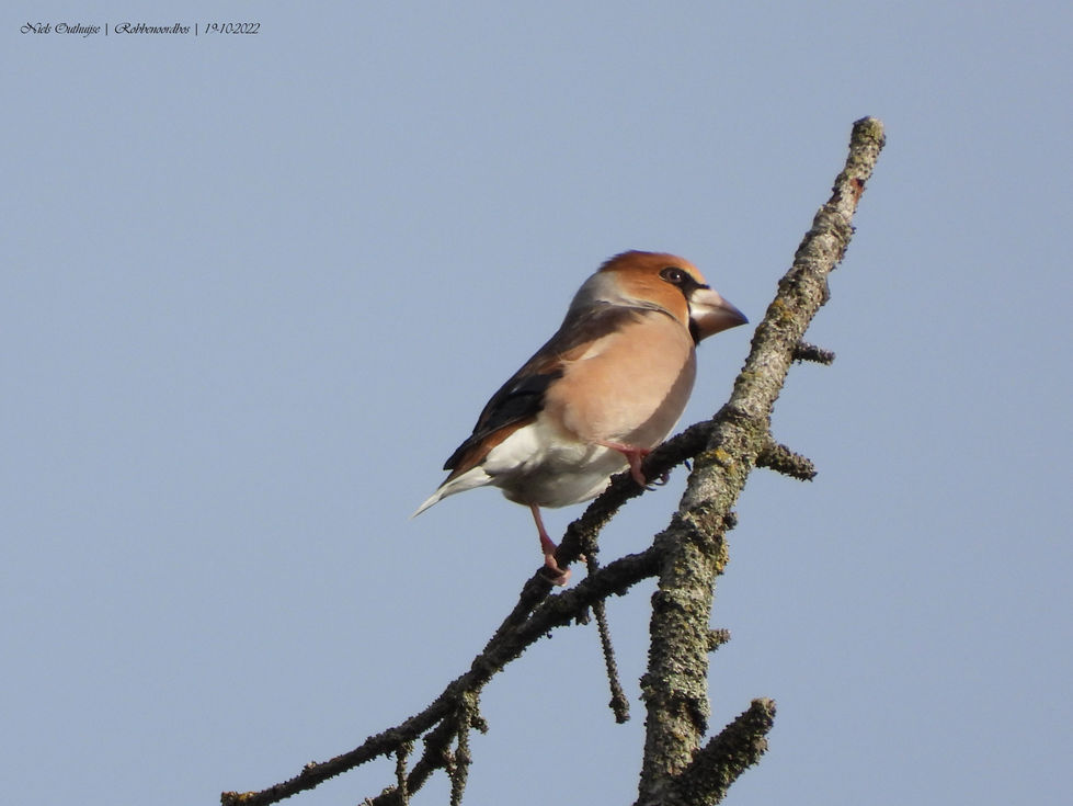 DSCN9513 Appelvink.jpg
