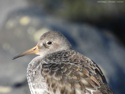 DSCN0061 Paarse Strandloper