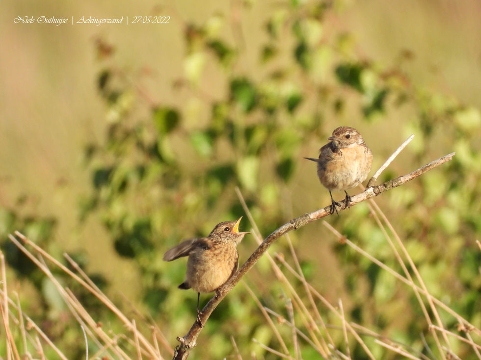 DSCN3246 Roodborsttapuiten.jpg