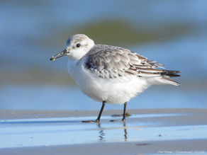 Drieteenstrandloper