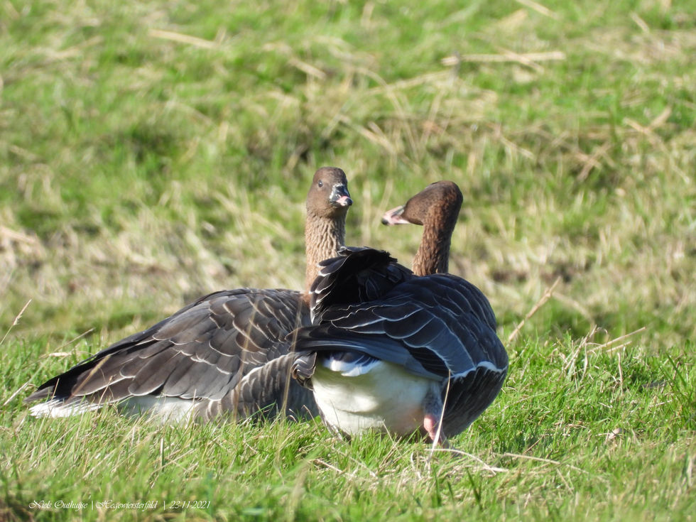 DSCN6582 Kleine rietganzen