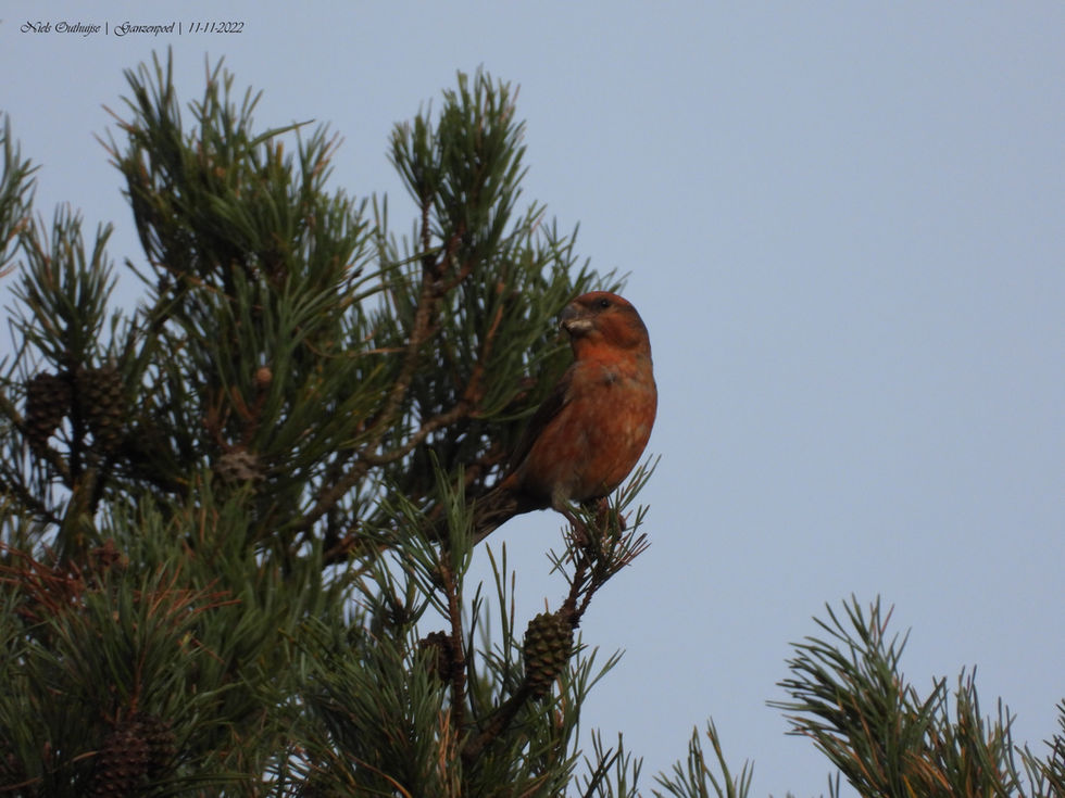 DSCN0374 Grote Kruisbek