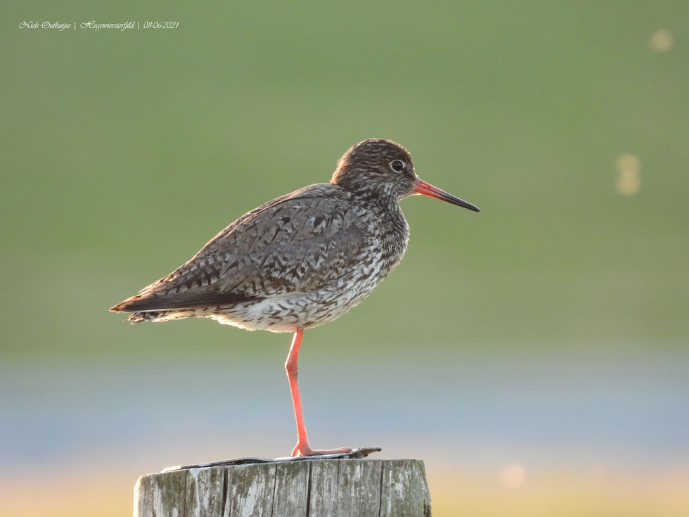 DSCN0180 Tureluur.jpg