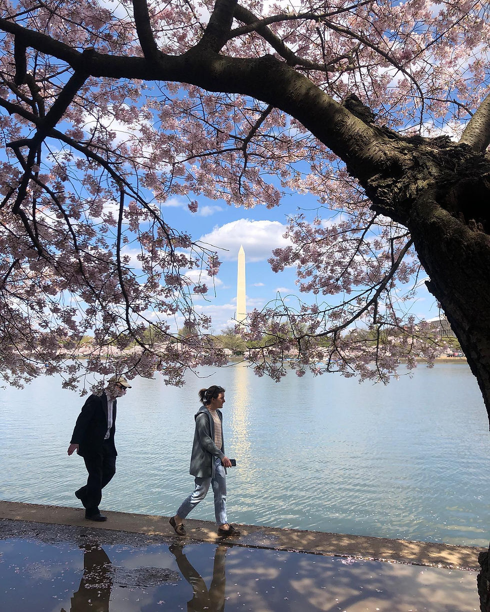 Japanese Cherry blossom Festival near the Washington Monument