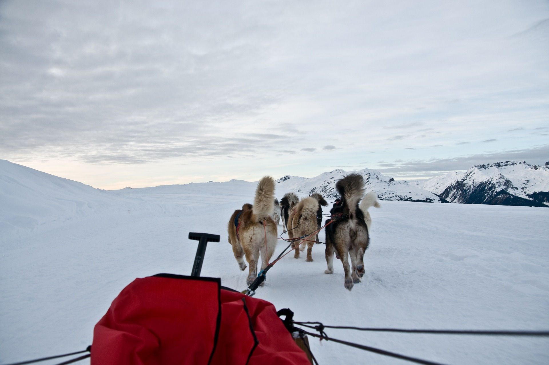 Sled dogs