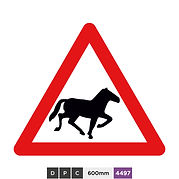 Wild horses or ponies