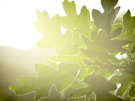 Sunlight through oak leaves