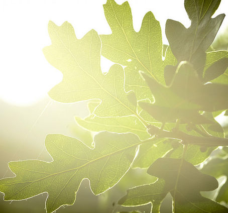 Sunlight through oak leaves