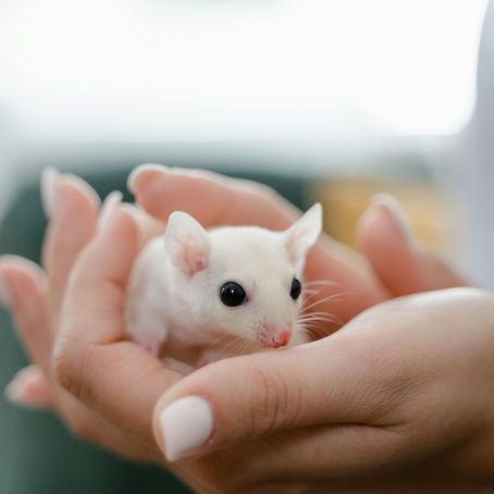 Mouse in hands