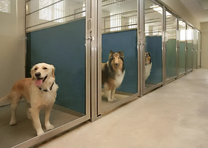Premium Dog Boarding.webp