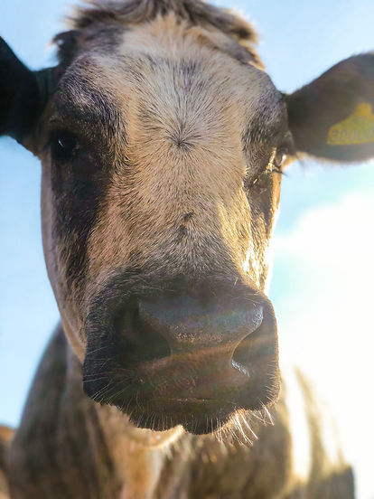 cow (1 of 1).jpg