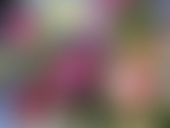 カナリーノ、1stコンサート開催!