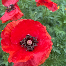 IMG_5665.jpeg
