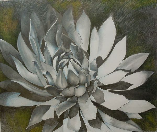 cactus flower beautifully rendered in colored-pencil on dark, greenish background