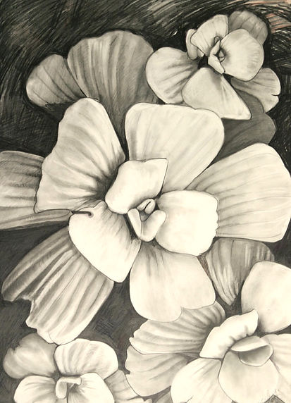 pencil drawing of small white flowers on dark background
