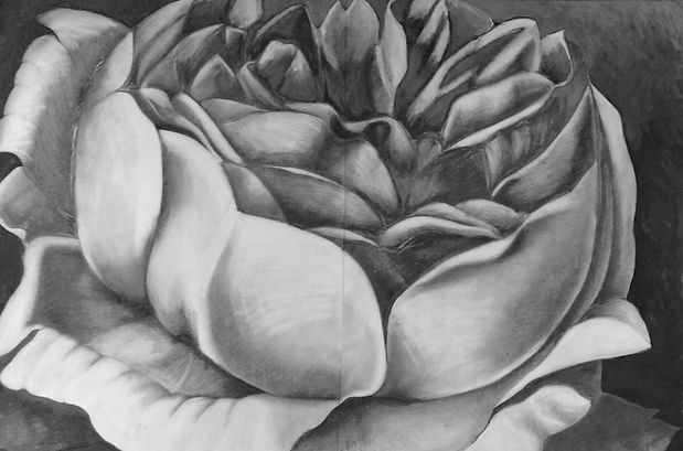 large dense rose facing upwards, pencil drawing