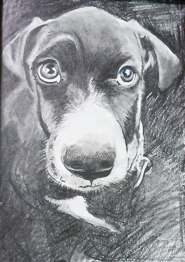 portrait of black dog with white muzzle and black nose, sad eyes, perky ears, colored-pencil drawing