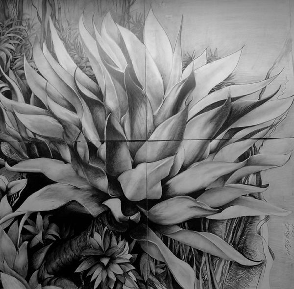 large gray foxtail agave plant on 4 adjacent papers, pencil drawings
