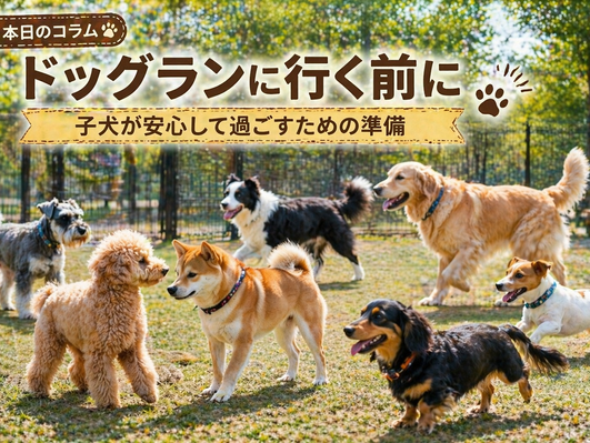ドッグランに行く前に|子犬が安心して過ごすための準備